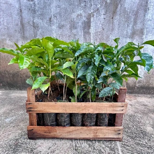 Mudas de Café Arábica de Alta qualidade - Foto 4