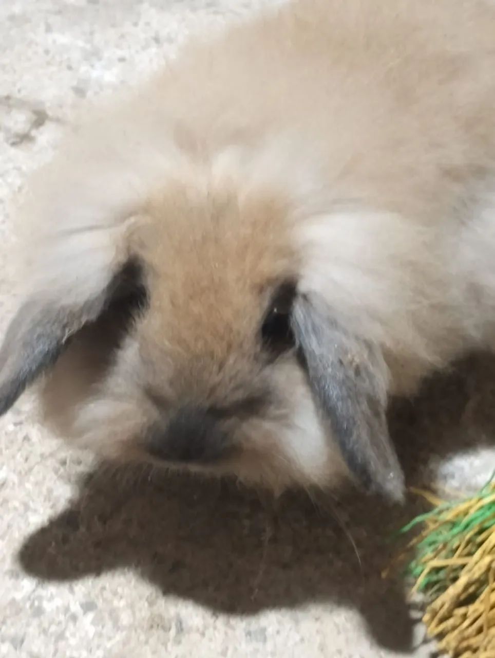Coelhos - Foto 2