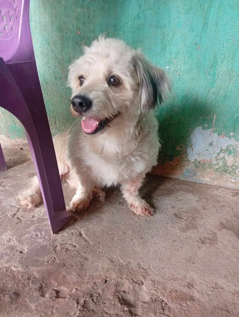 Cachorro pra vender 