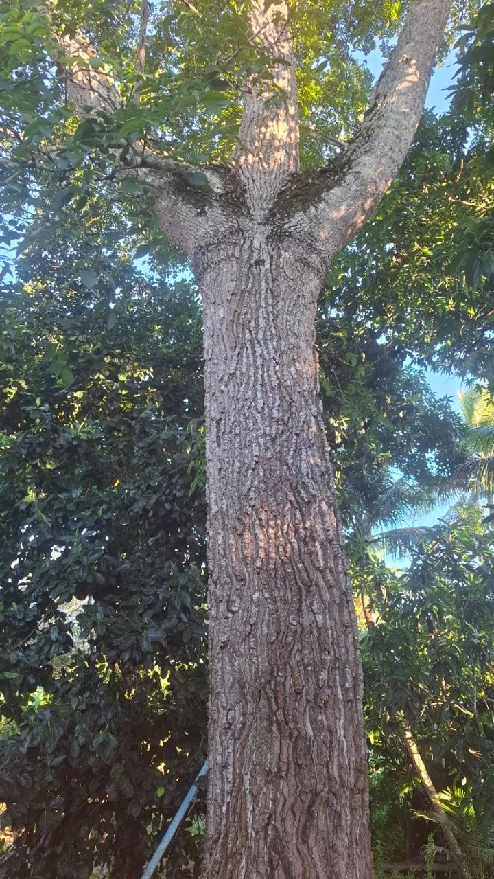 Troncos de Diversas Madeiras - Foto 2