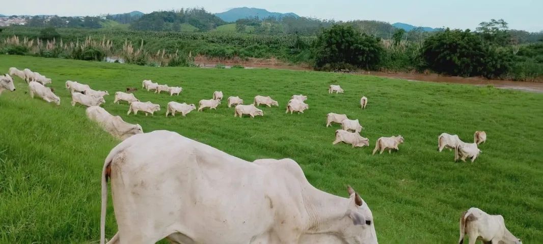 Fazenda na Pecuária 