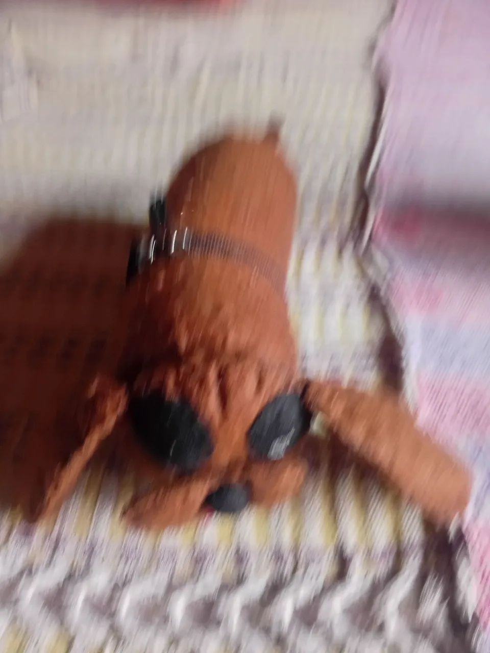 Dois pelúcias e um estojo de pelúcia apenas 80,reais  - Foto 5