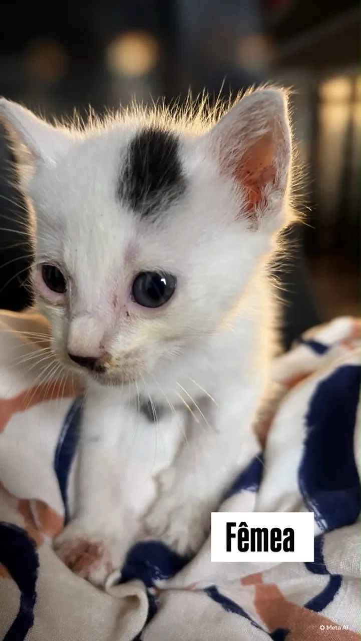 Gatinhas para adoção  - Foto 3
