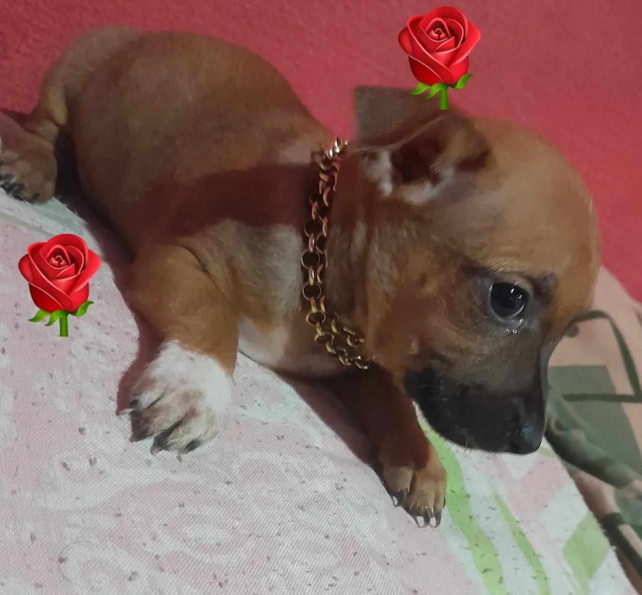 Vendo pincher macho  - Foto 2