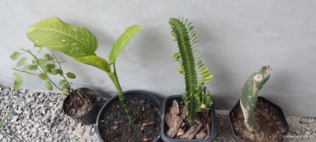 Kit com várias plantas.  - Foto 5