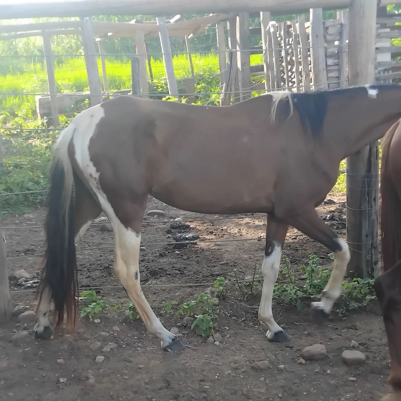 Cavalo - Foto 6