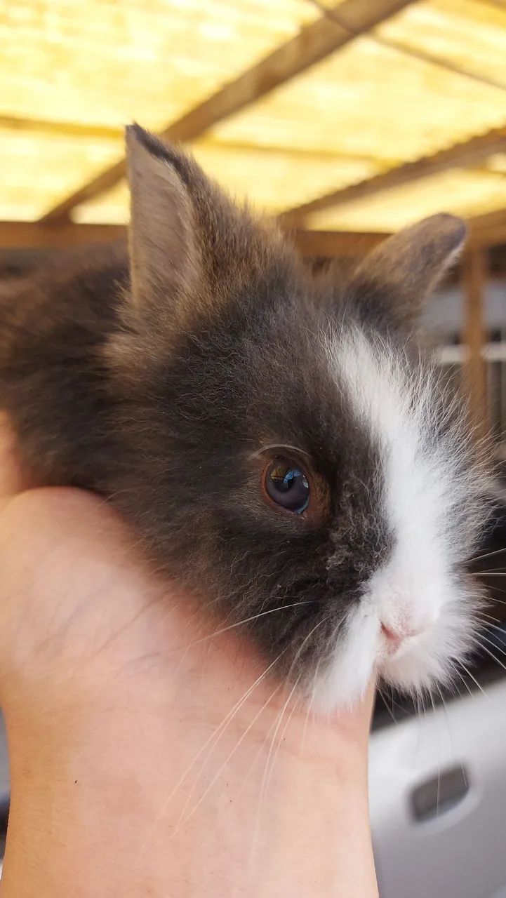 Mini Lionhead prontos para novo lar preço especial - Foto 4