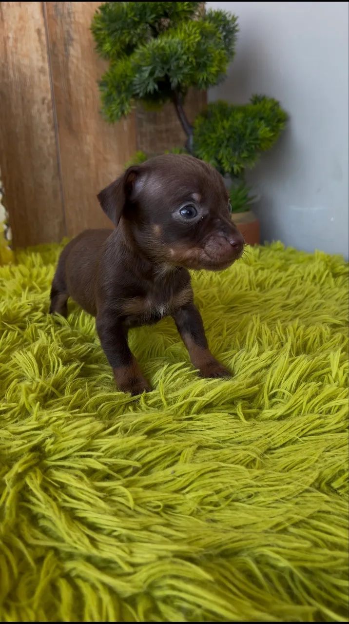 Pinscher chocolate  - Foto 2
