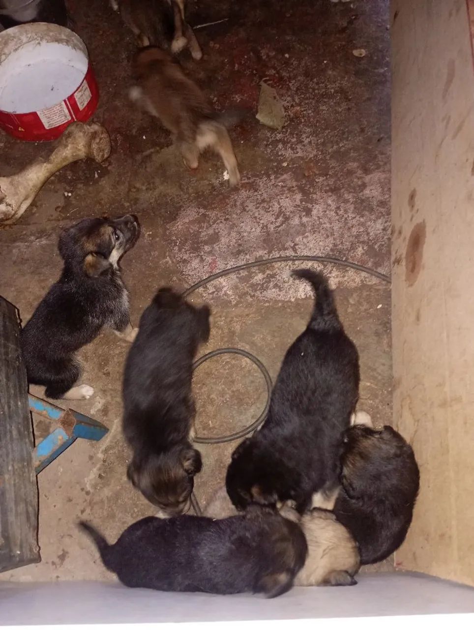 Cachorro ? - Foto 3