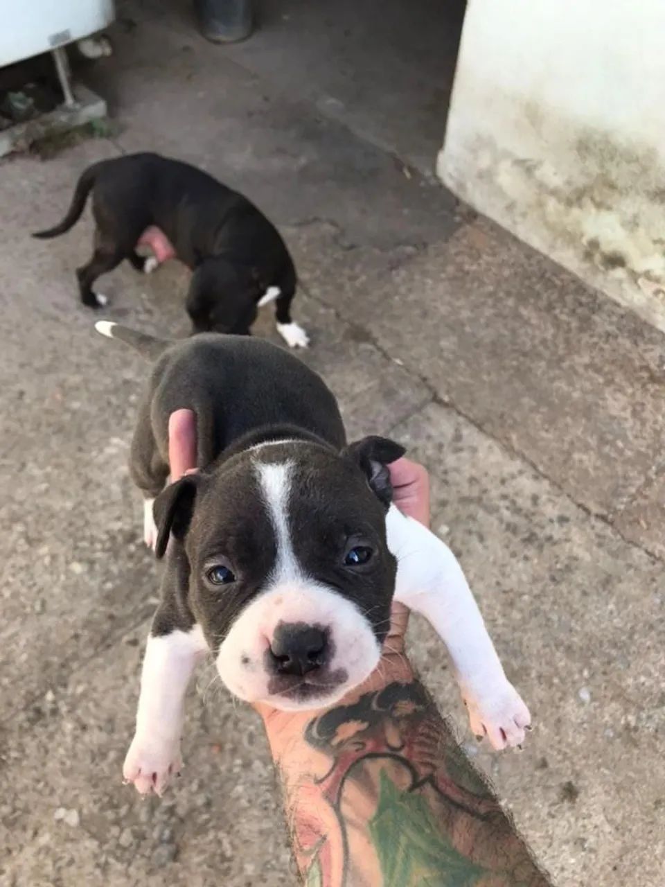 Filhotes de American Bully. Contato * - Foto 3