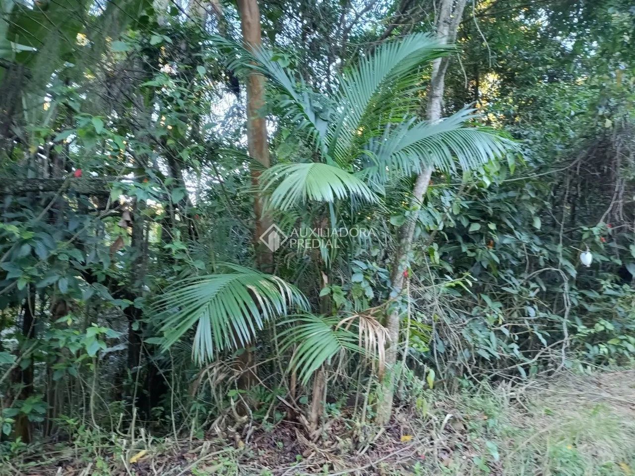 Terreno próximo à UFSC - Foto 5