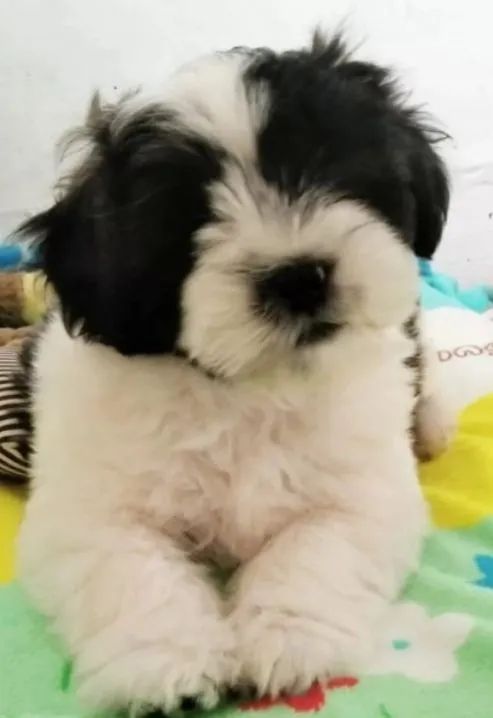 LAZA APSO MACHO 1300 - Foto 3