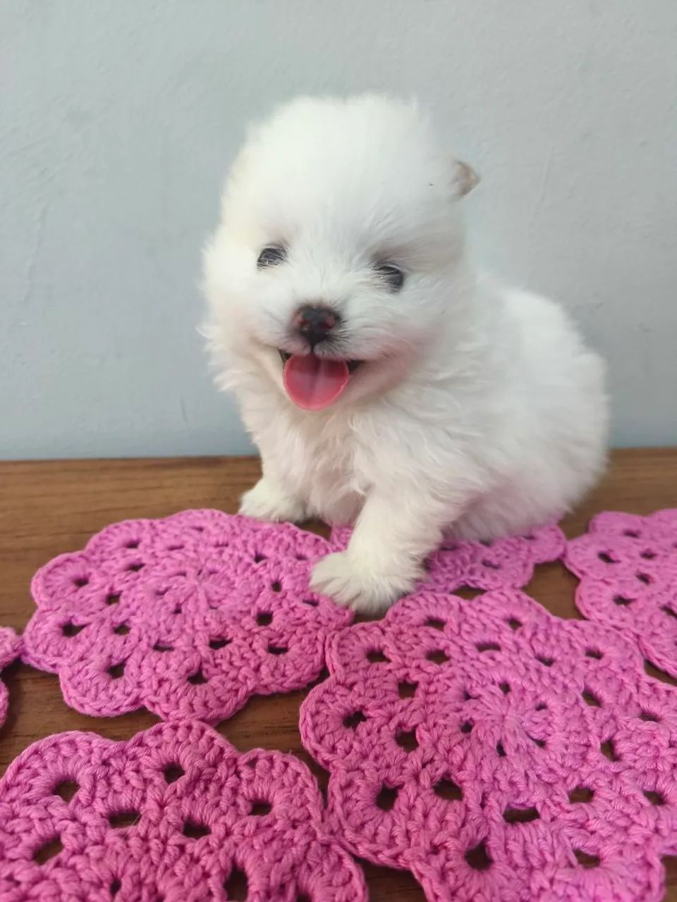 Lulu da pomerana  - Foto 4