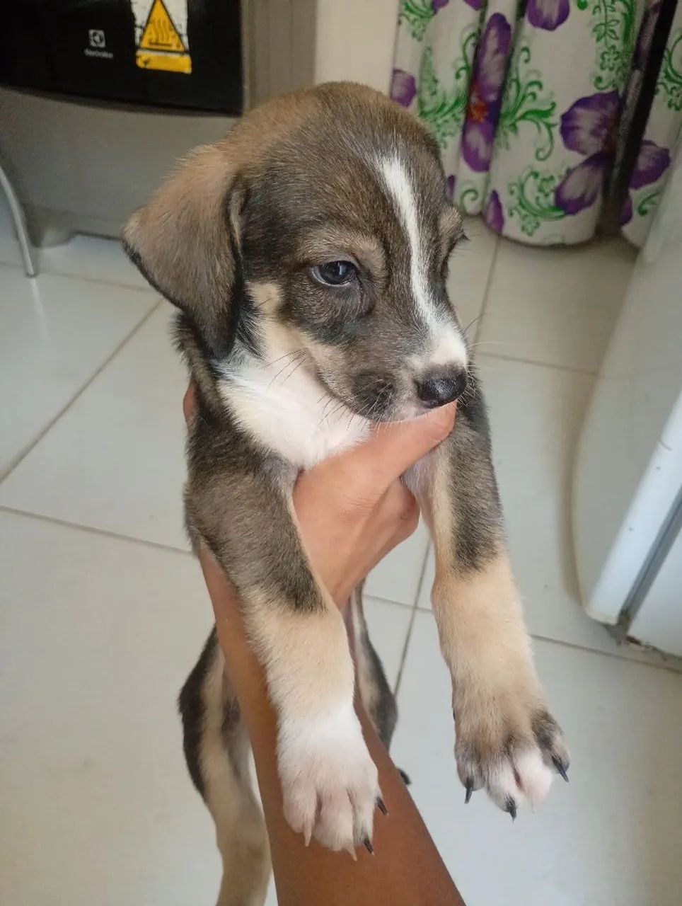 Doação de cães 