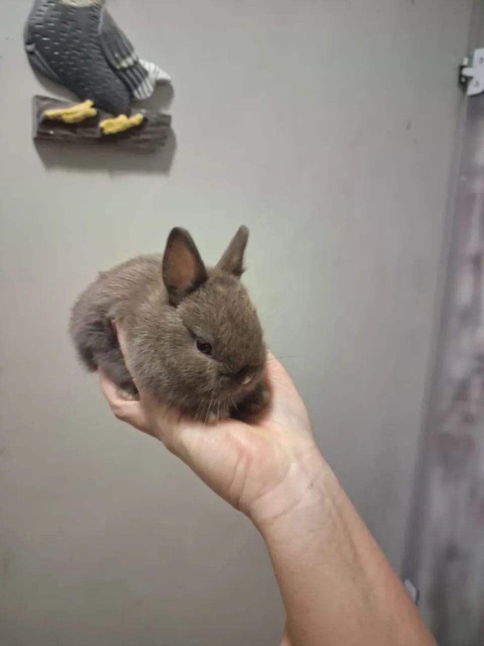 Coelho Mini ANÃO - Foto 4