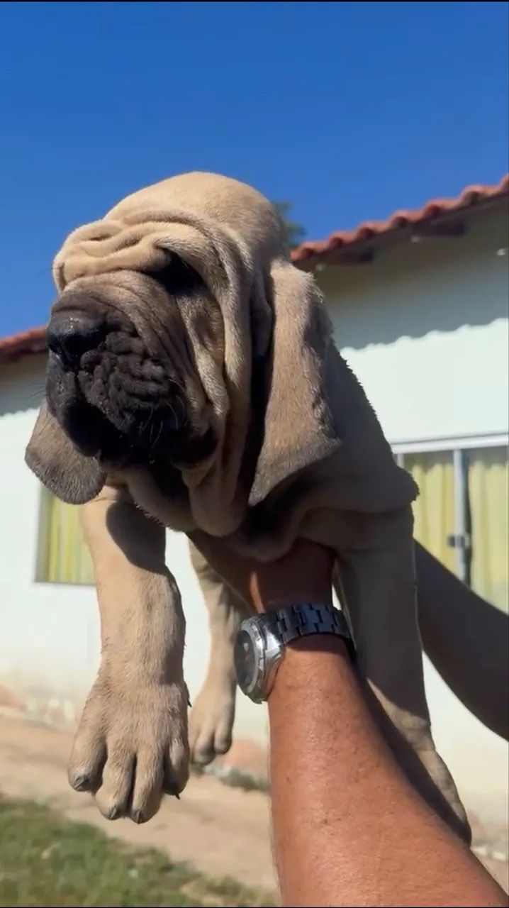 Fila brasileiro  - Foto 4