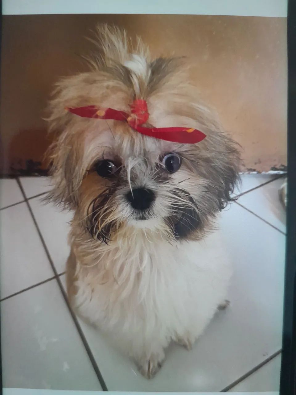 Lhasa Apso