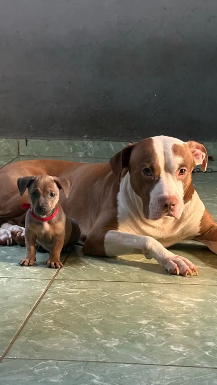 Doação de pet  - Foto 5