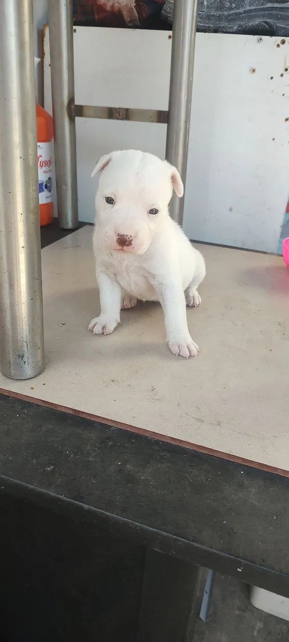 Pitbull