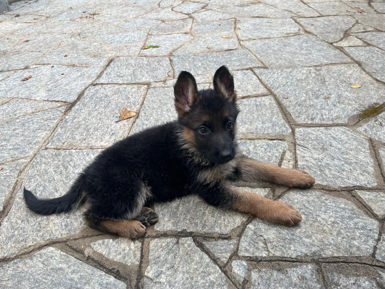 Lindos filhotes de Pastor Alemão Capa Preta - Foto 4