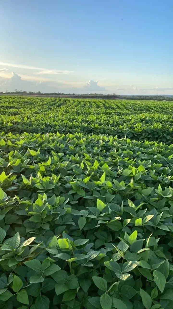 fazenda de 960 alqueirão, 3000 mil ha de lavoura, - Foto 2