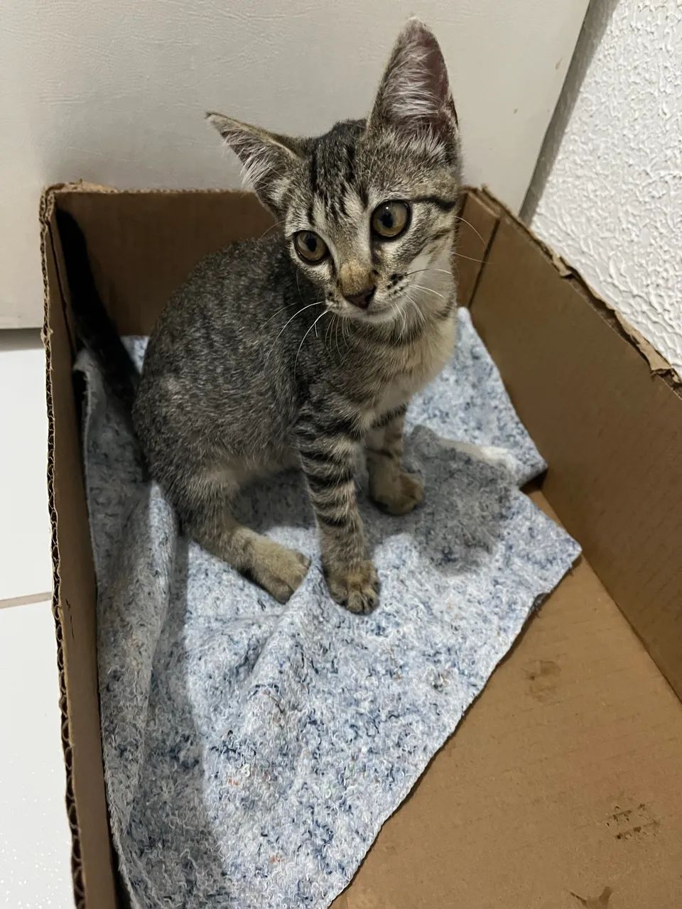 Doa-se essa gatinha