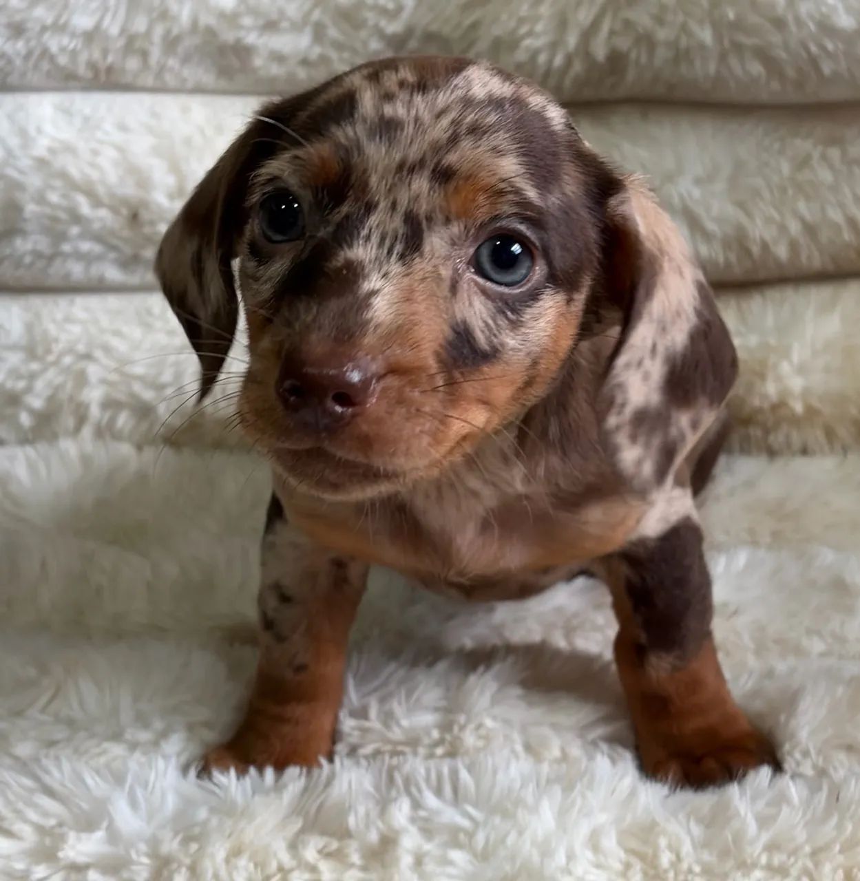 Daschund Teckel Filhotes