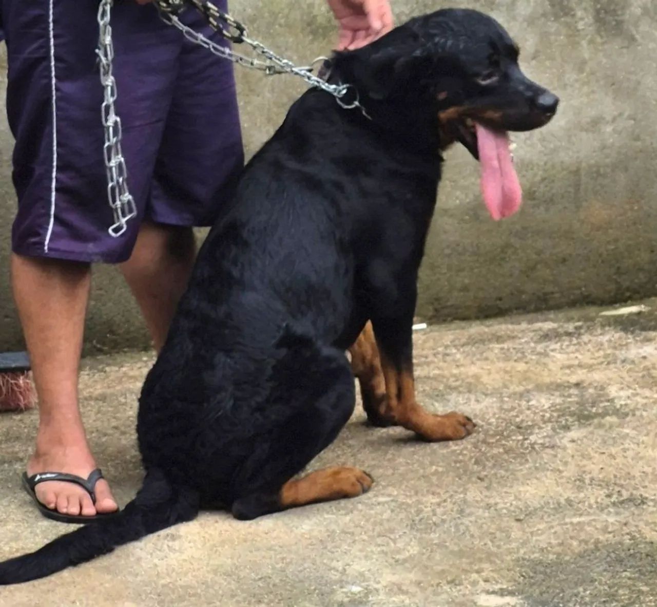 Cachorro macho pra cruzamento - Foto 3