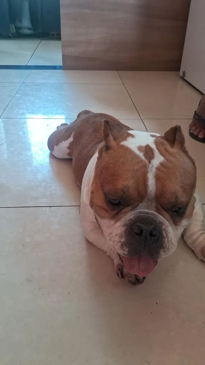 Casal de american bully  - Foto 4