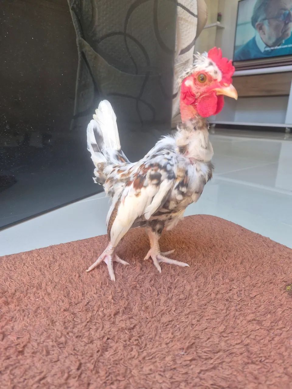 Mini garnize  - Foto 5