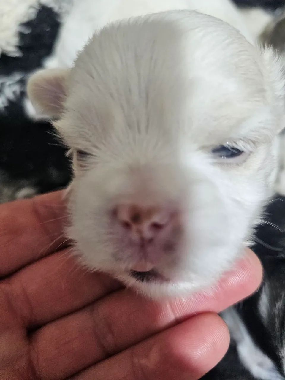 Lhasa Apso à venda - Foto 3