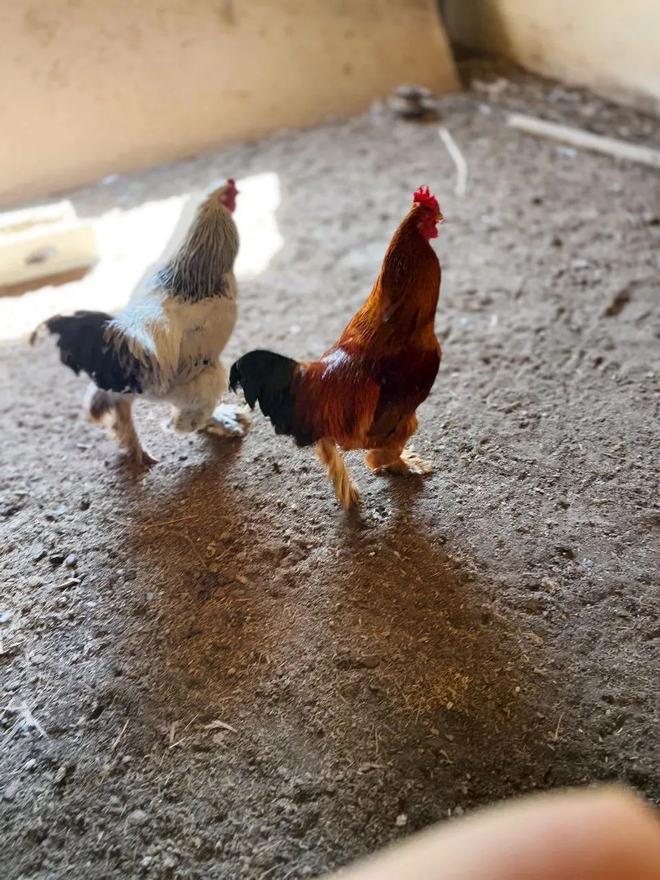 Galos Brahma light e Red - Foto 3