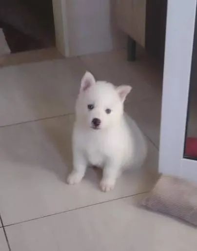 Pet  - Foto 2