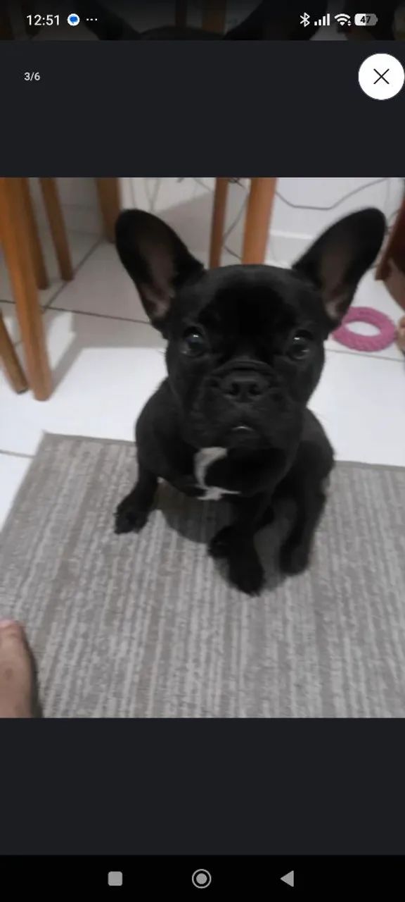 Buldog francês filhote - Foto 2