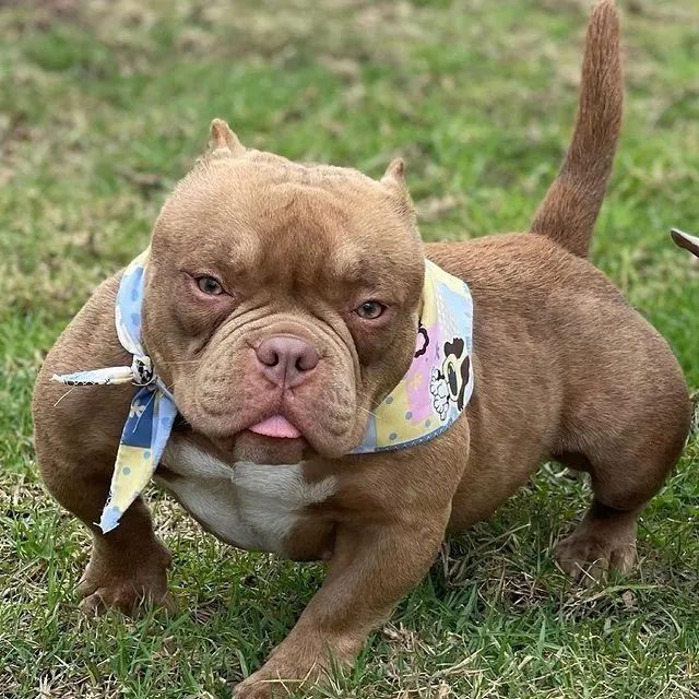 Compre Americam bully e ganhe o pedigree parcelo 
