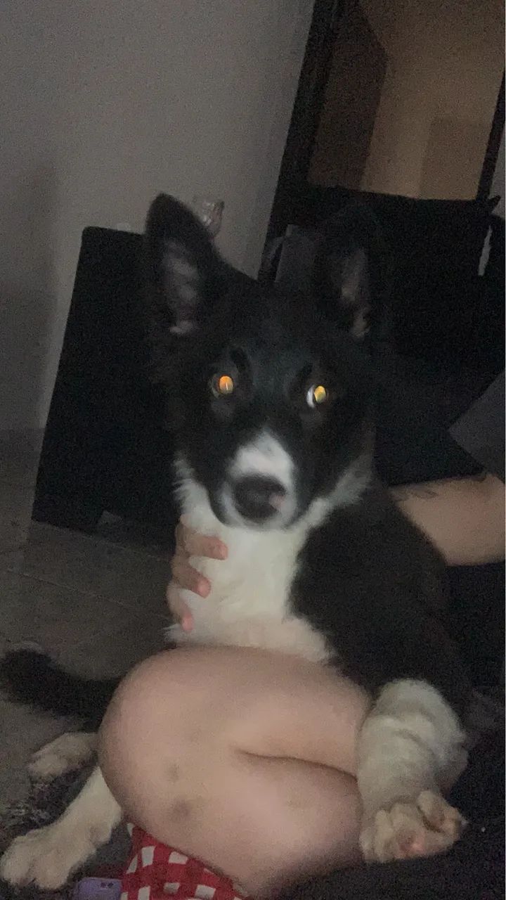 Border collie - Foto 5