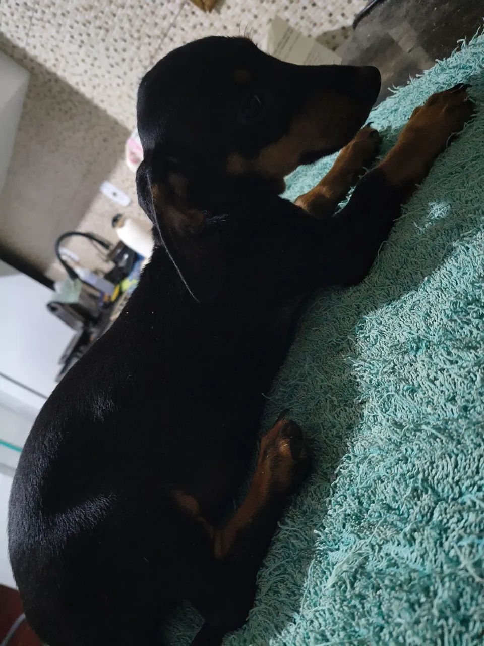 CACHORRINHO MACHO DASCH - Foto 3