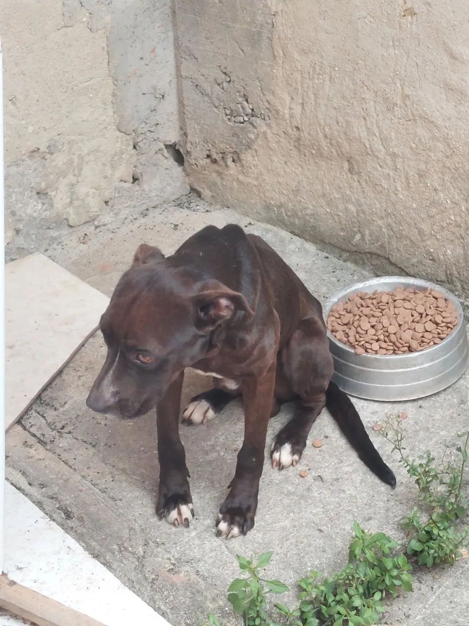 Doação cachorro pitbull com labrador - Foto 3