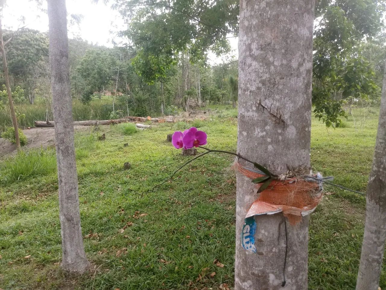 SÍTIO RURAL em MONTEIRO LOBATO - SP, PONTE NOVA - Foto 2