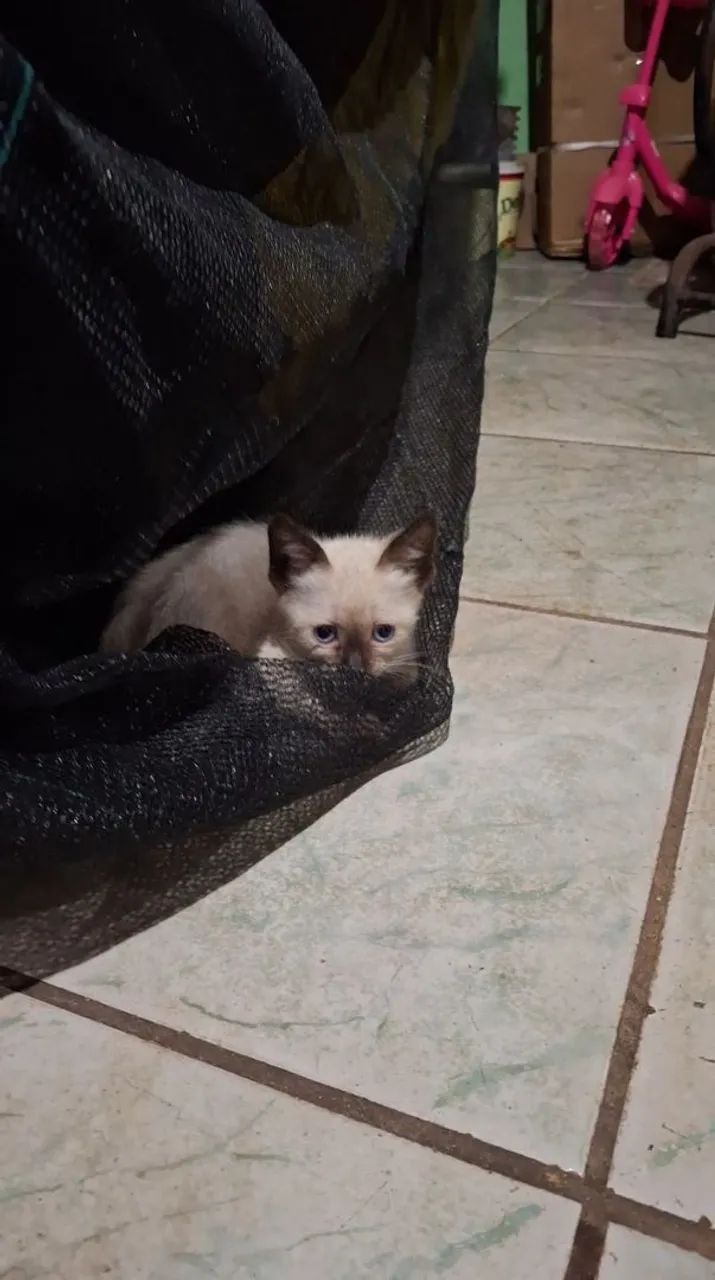 Gata Siamês 
