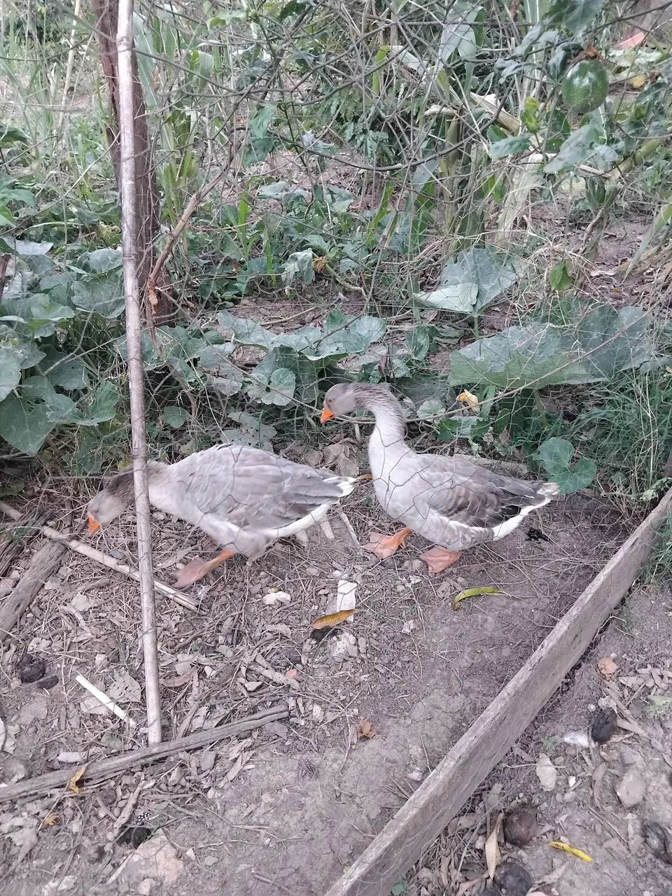 Gansos  - Foto 2