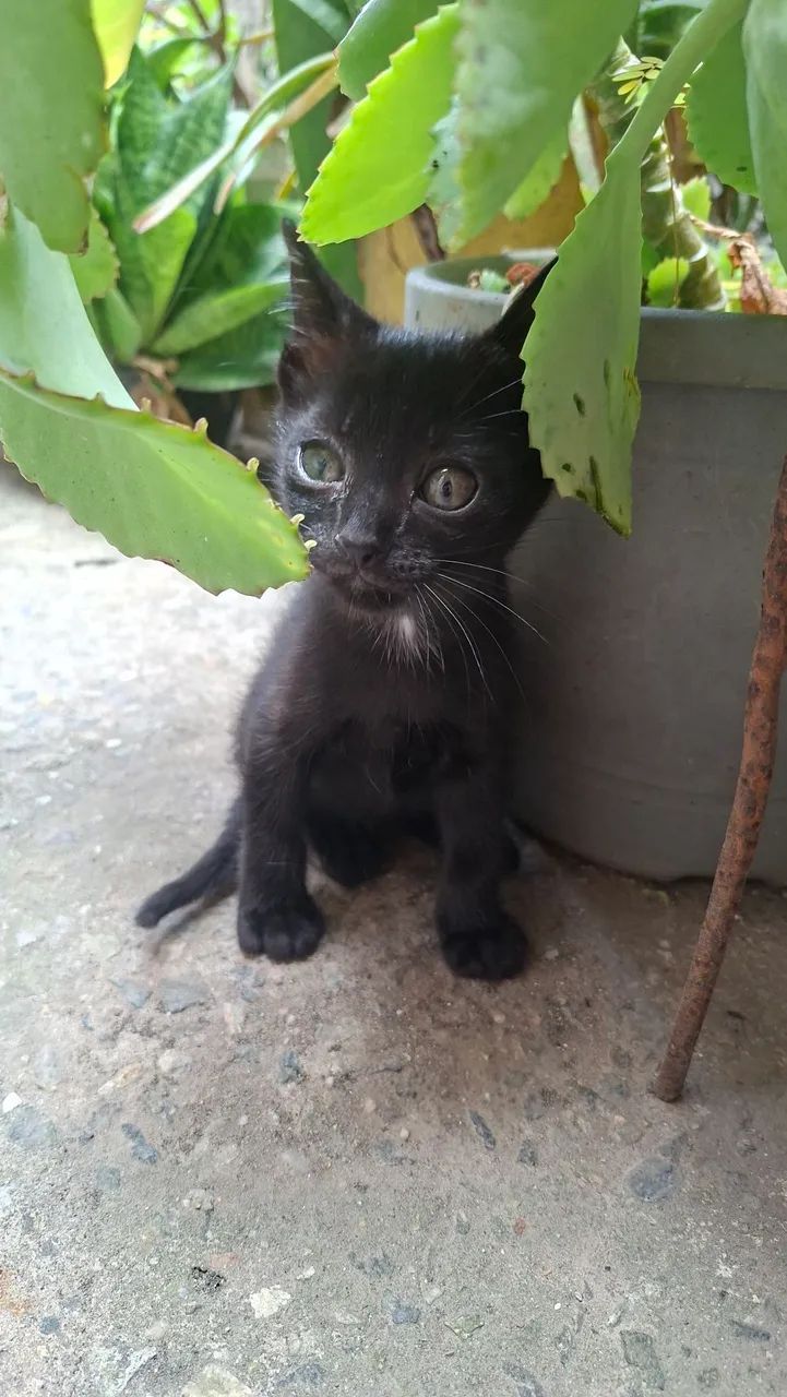 Doação gatinho - Foto 2