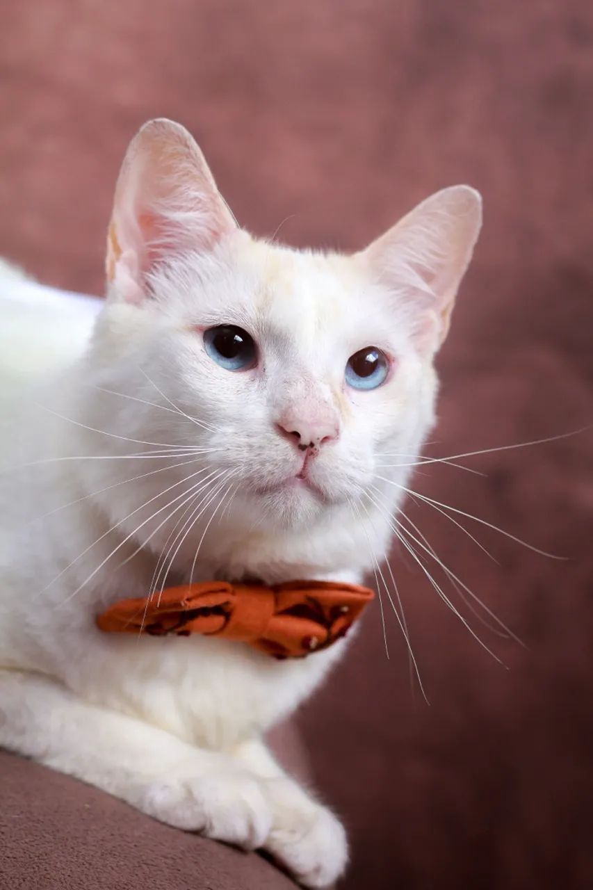 Gatinhos para adoção responsável  - Foto 4