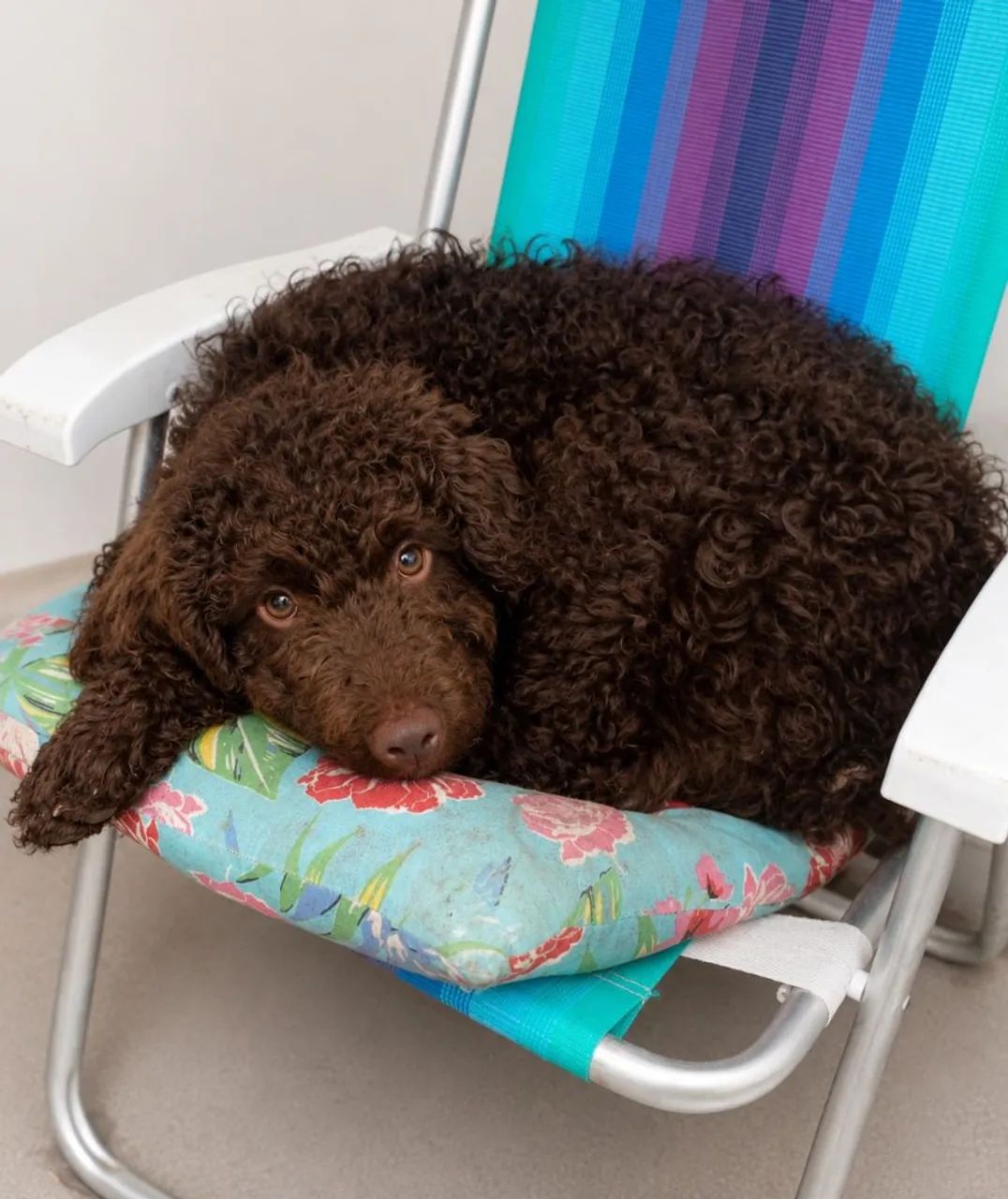 Poodle Standard macho  - Foto 3