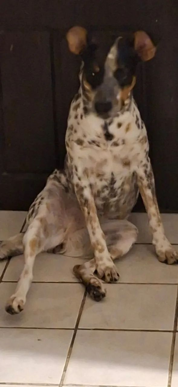 Cadela para adoção - Foto 2