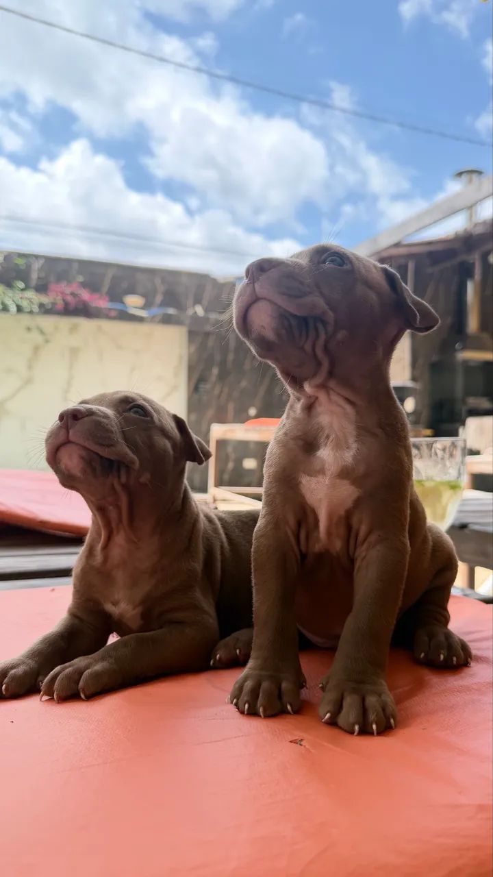 Pit Monster( Pitbull )  - Foto 2