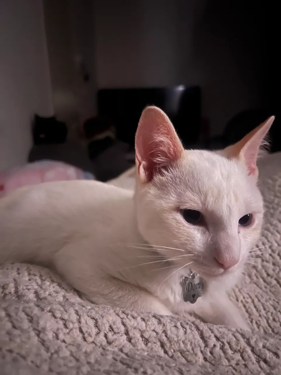 Gato branco  - Foto 4