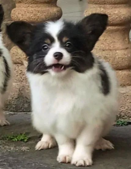 Papillon filhote macho - Foto 3