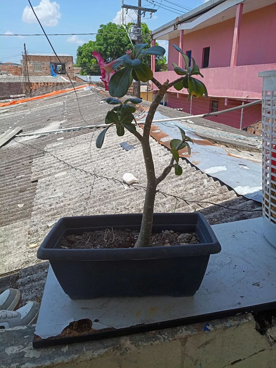 Rosa do deserto