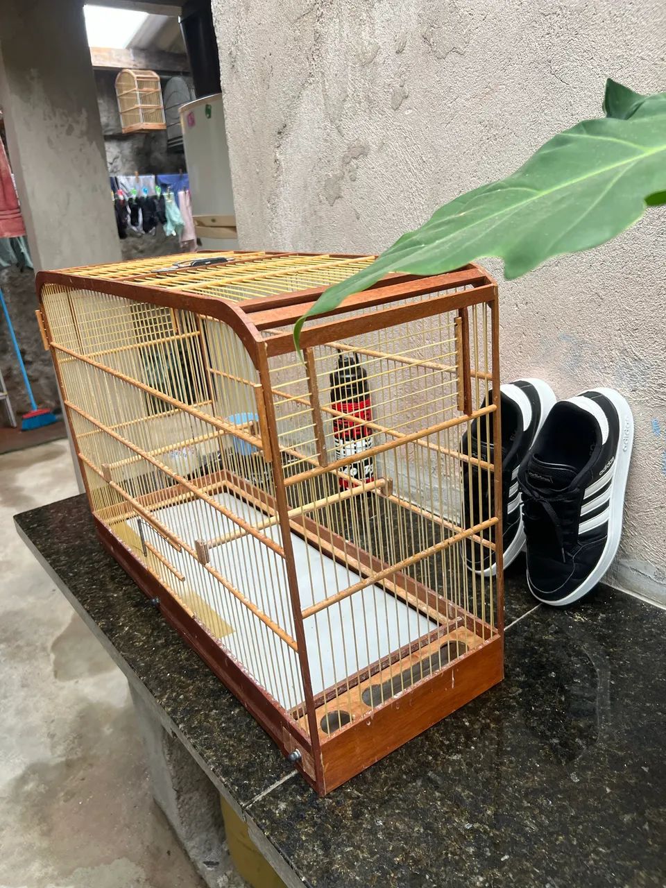 Gaiolas disponíveis 